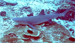 Sipadan_2015_Requin corail ou Aileron blanc du lagon_Triaenodon obesus_IMG_2220_rc
